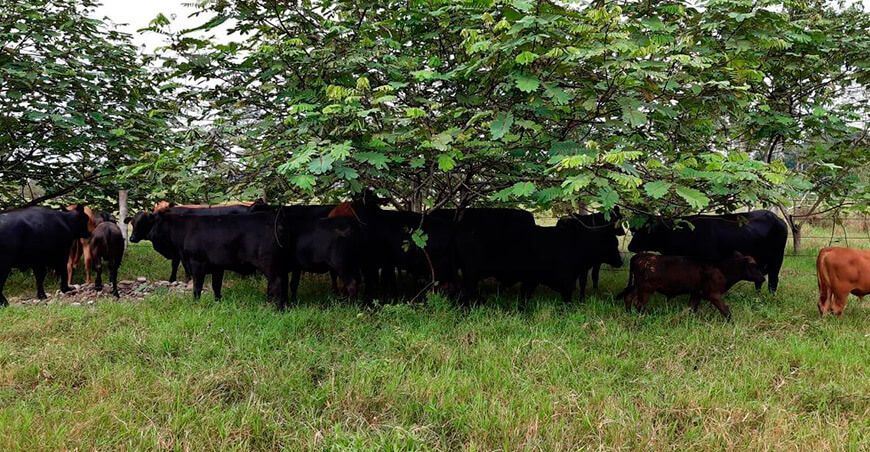 Oxapampa y Puerto Inca tienen las mejores carnes del mundo