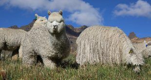 El 2024 será el Año Internacional de los Camélidos alpacas y llamas