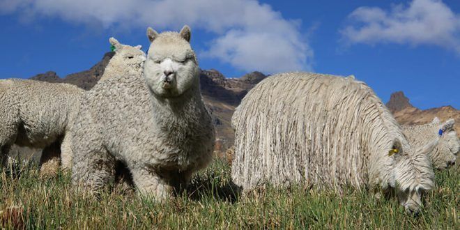 El 2024 será el Año Internacional de los Camélidos alpacas y llamas