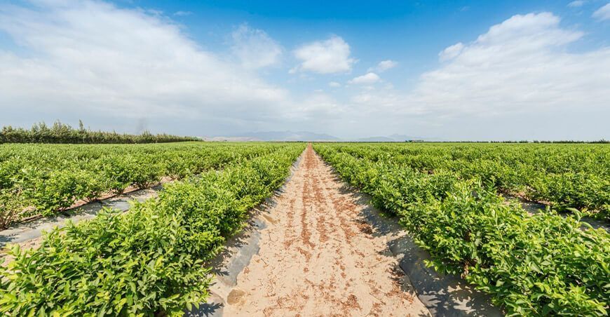 Sistemas de drenaje para plantaciones se convierten en solución ante fuertes lluvias