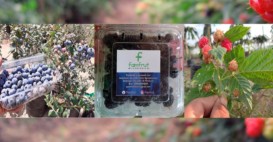 Asociación de Productores Agropecuarios de Solecape Innovadores de Mochumí