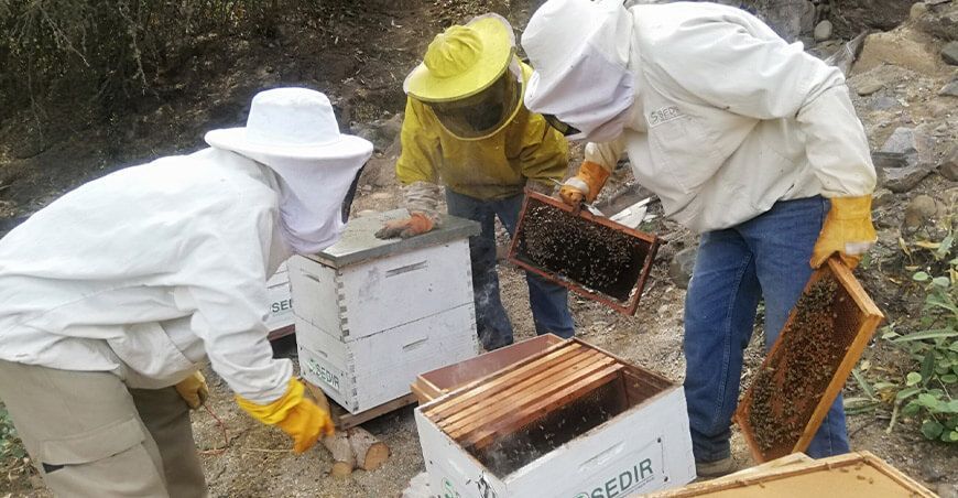 Productores de Pamparomás impulsan el desarrollo de la apicultura