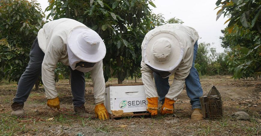 incremento temperaturas crianza de abejas apicultura apícolas Perú