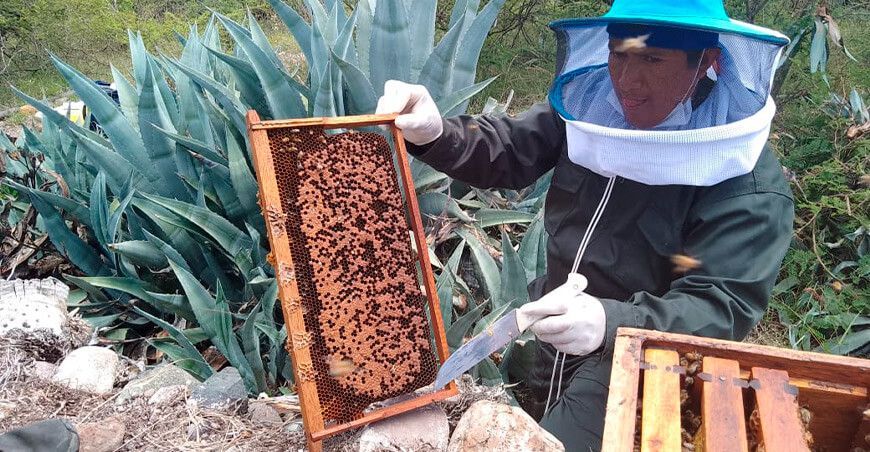 colmena de abejas apicultura Ayacucho Perú