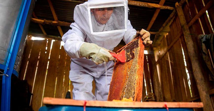 apicultura cosecha de miel Perú