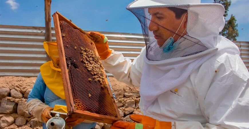 Apicultura crianza de abejas Perú