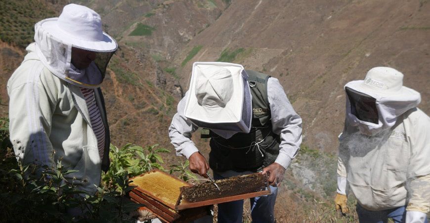 Varroasis y loque europea generan el 80 % de muerte en las colmenas de abejas