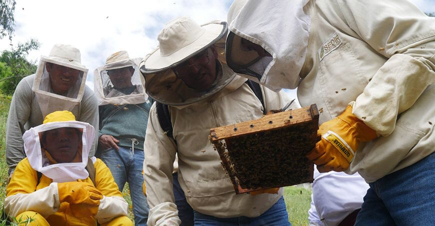 Una buena formación de núcleos incrementa las colmenas en la apicultura Sedir Perú