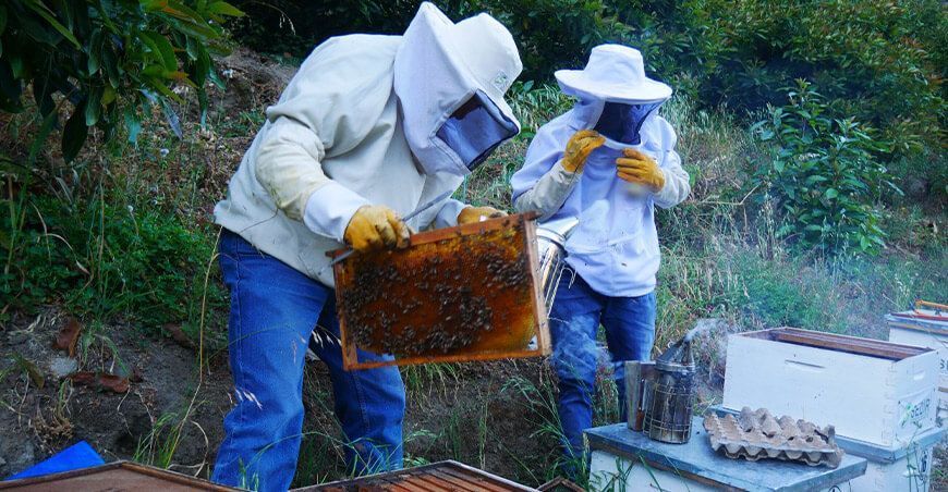 apicultura producción de miel Áncash