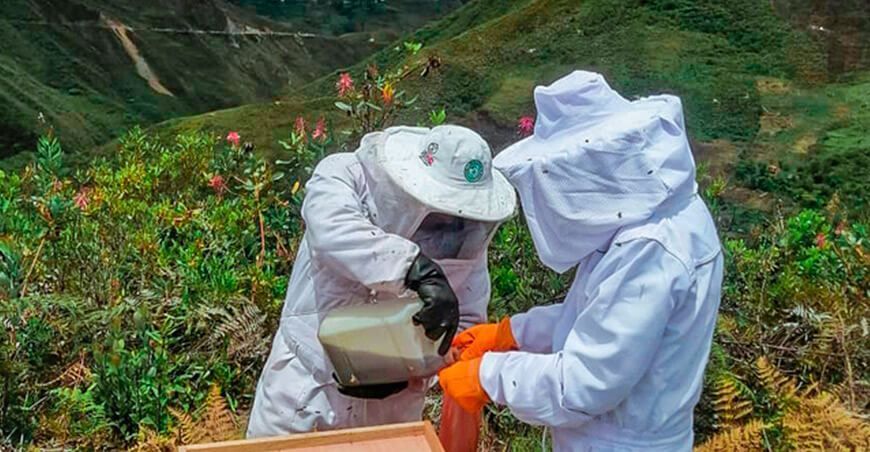 Apicultura producción miel Huánuco
