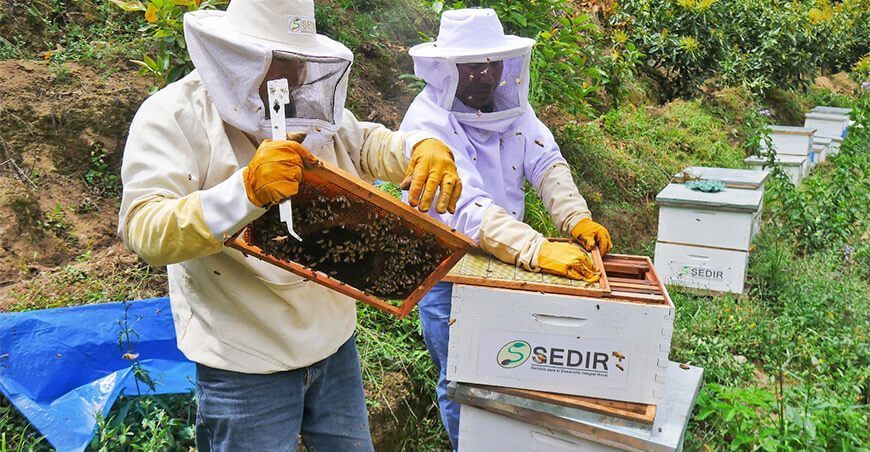 apicultura en el Valle de Nepeña