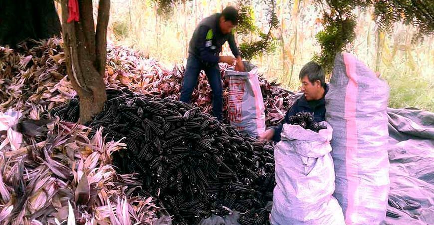 Cooperativa Agraria “Productores de Tara del Norte”