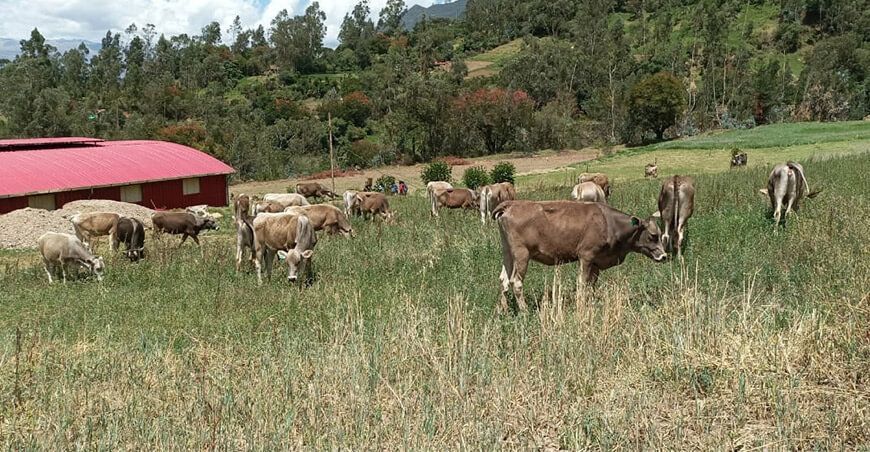 asociaciones recibieron 100 vaquillonas Brown Swiss