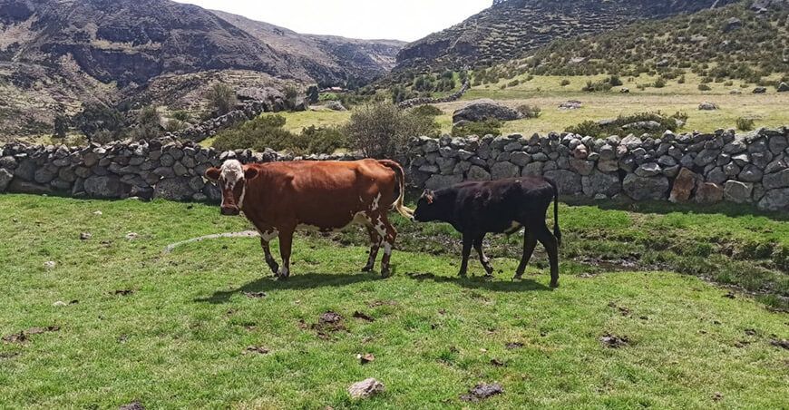 INIA instalará núcleo genético regional de ganado vacuno en Apurímac