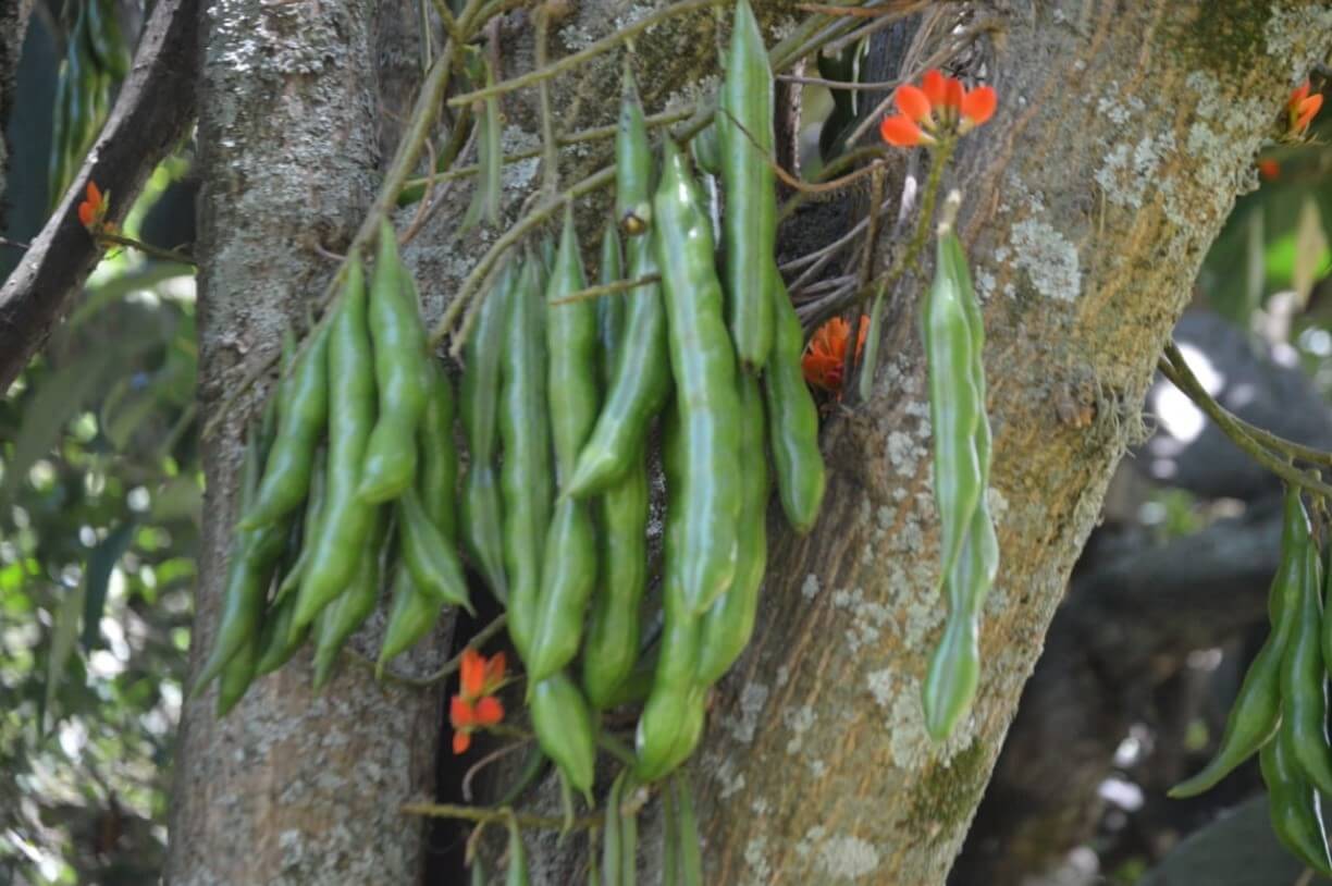 Árbol leguminoso milenario, el pajuro 
