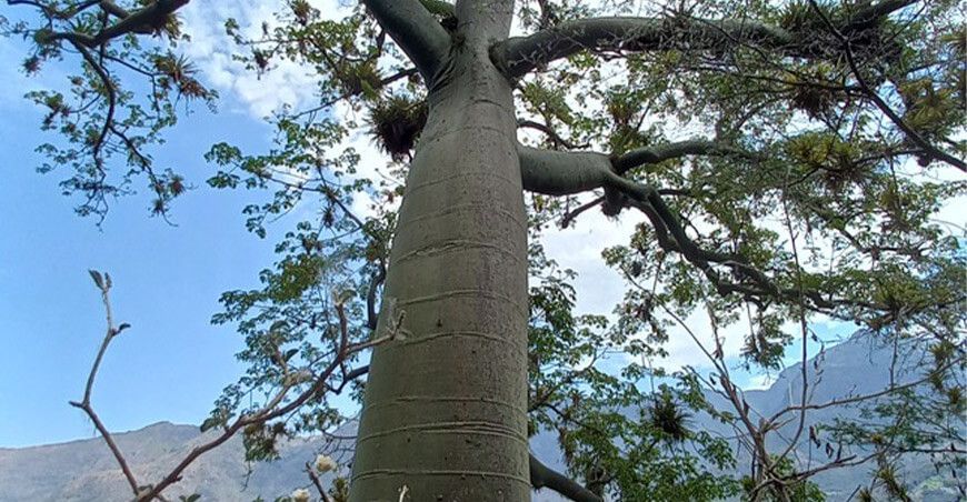 árbol patrimonial ceibo o tunsho
