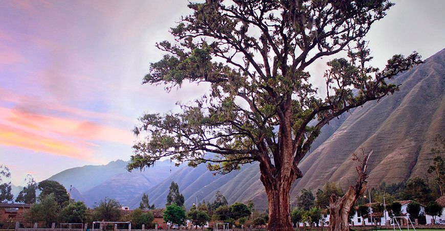 Emblemático pisonay es reconocido como árbol patrimonial