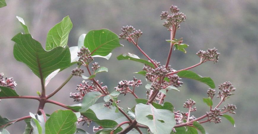 INIA descifra genoma cloroplastidial del árbol de la quina