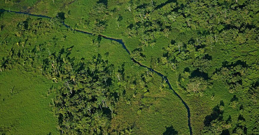 Área de Conservación Privada “Campo Verde”, Ucayali