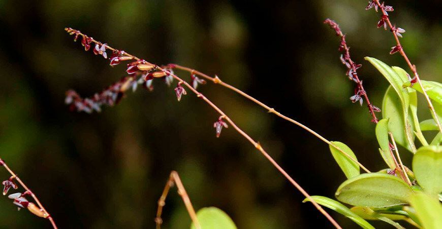 nueva Área de Conservación Privada “San Juan Bautista”, a perpetuidad, ubicada en el distrito de Inambari, provincia Tambopata, región Madre de Dios