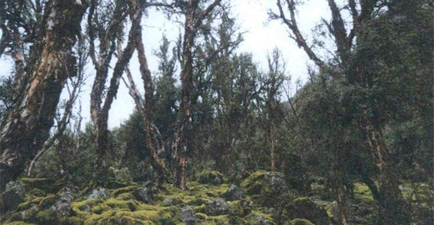 reconocen a perpetuidad el Área de Conservación Privada Suttoc y Pacchac
