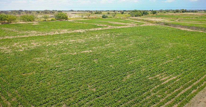 Piura posee 396 777 hectáreas de tierras cultivables