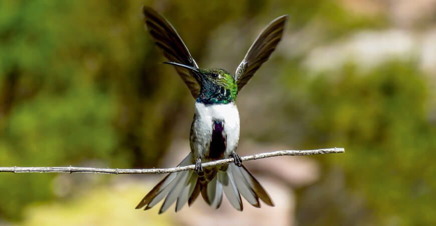 Colibrí en áreas naturales protegidas