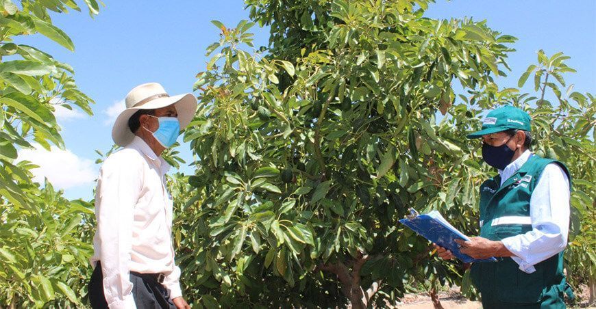 Productores de Moquegua exportaron 630 toneladas de palta Hass a Chile