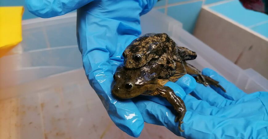 Decomisan 49 ranas gigantes que eran comercializadas en Arequipa