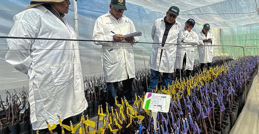 plantones de vid injertados para mejorar producción en Arequipa Perú