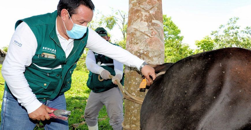 identificación con aretes a bovinos Senasa