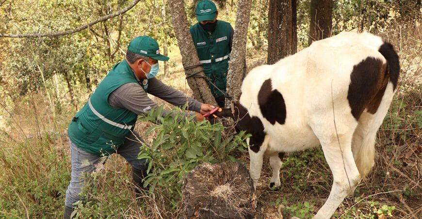 Identifican a más de 69 mil porcinos y bovinos en Lambayeque