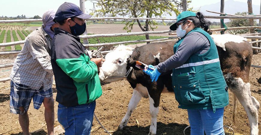 aretado identificación de ganado bovino Senasa Perú