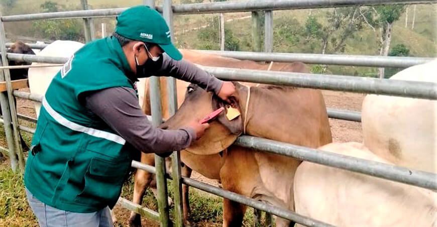 Identificación de bovinos permite rastreabilidad sanitaria en Ucayali