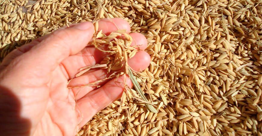 arroz cáscara