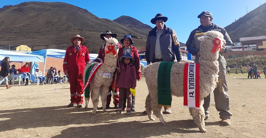 asociaciones criadoras de alpacas Huancavelica