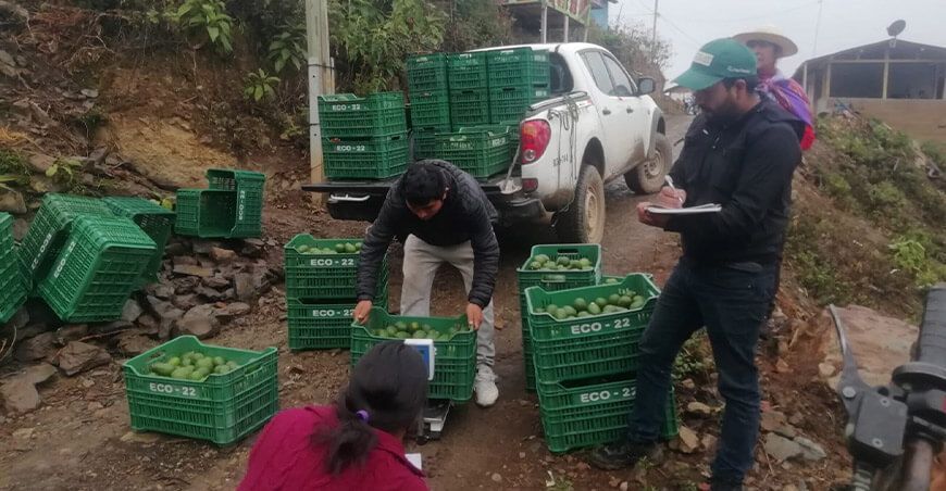 Asociaciones de Huancavelica vendieron 30 toneladas de palta Hass