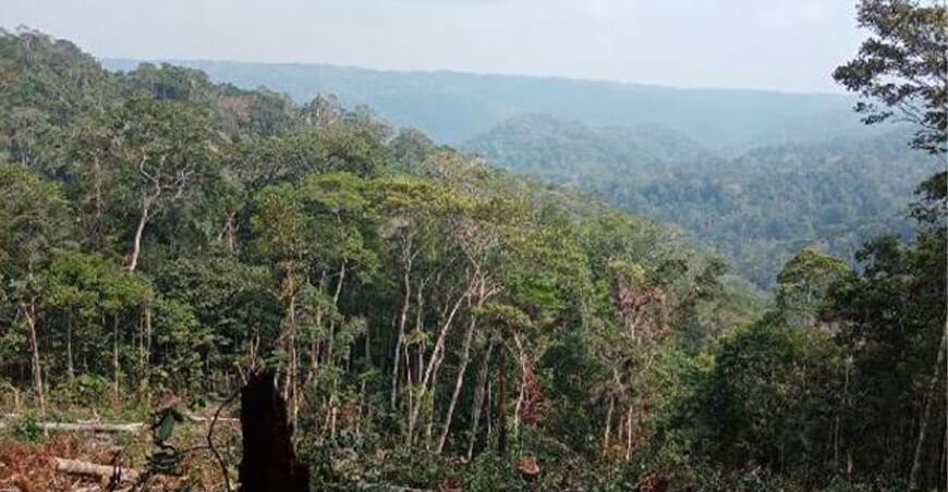 Autoridad Forestal de Ucayali autorizó irregularmente el uso de 11 038 hectáreas a empresa privada