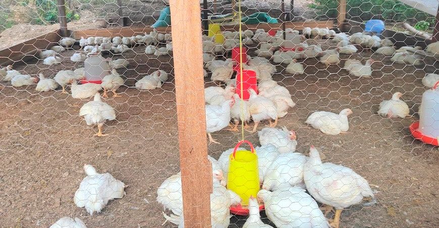 crianza de aves de traspatio o domésticas gallinas Perú