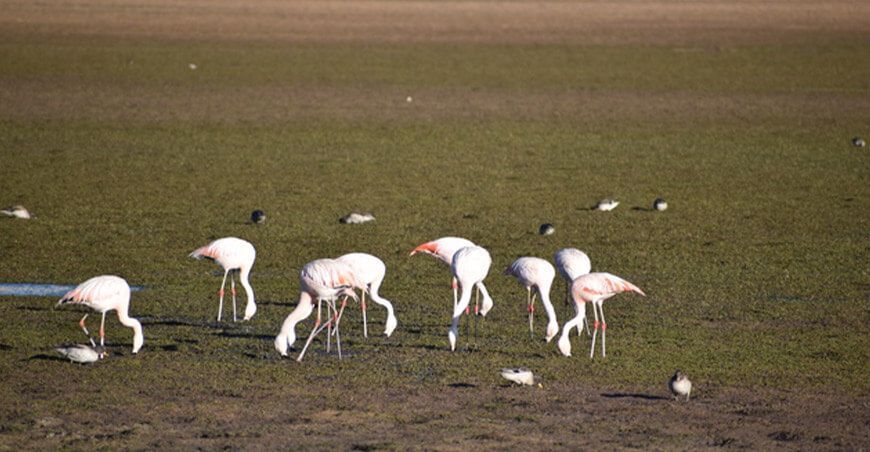 Registran 5091 aves silvestres en tres lagunas altoandinas de Puno