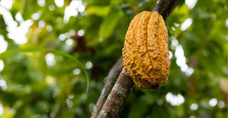 Mejorarán la producción de cacao fino de aroma en Chungui