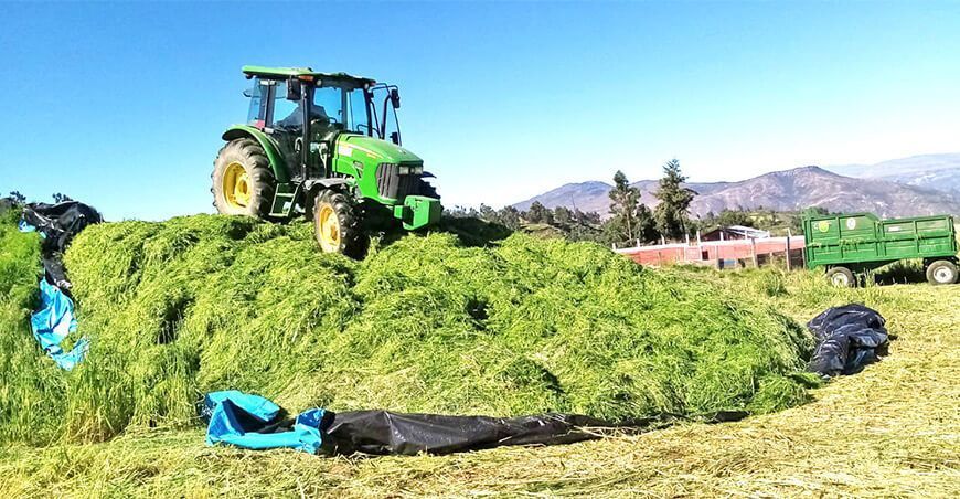 Ensilado forraje Ayacucho Perú