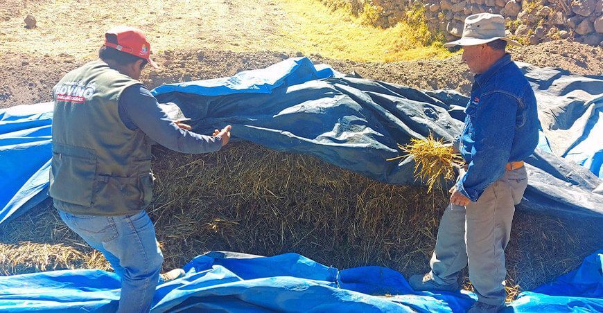 ensilado de pastos ganado vacuno Ayacucho