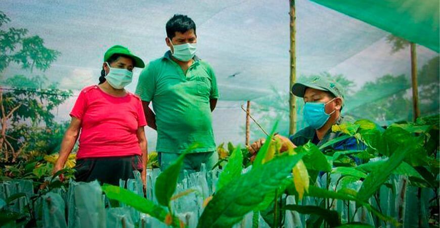 entrega de plantones de cacao Ayacucho