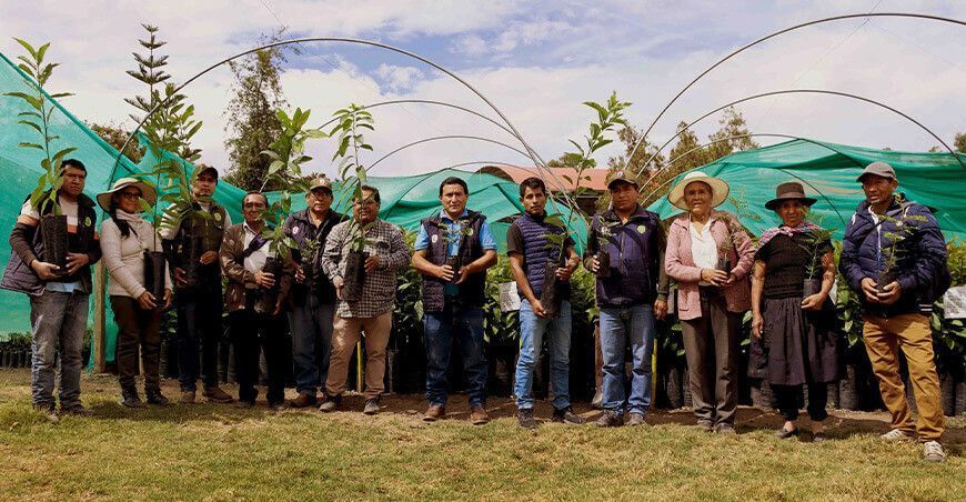 entrega de plantones de palto Ayacucho