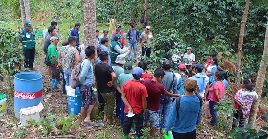 caficultores fortalecen sus capacidades técnicas en Escuela de Campo para Agricultores Senasa