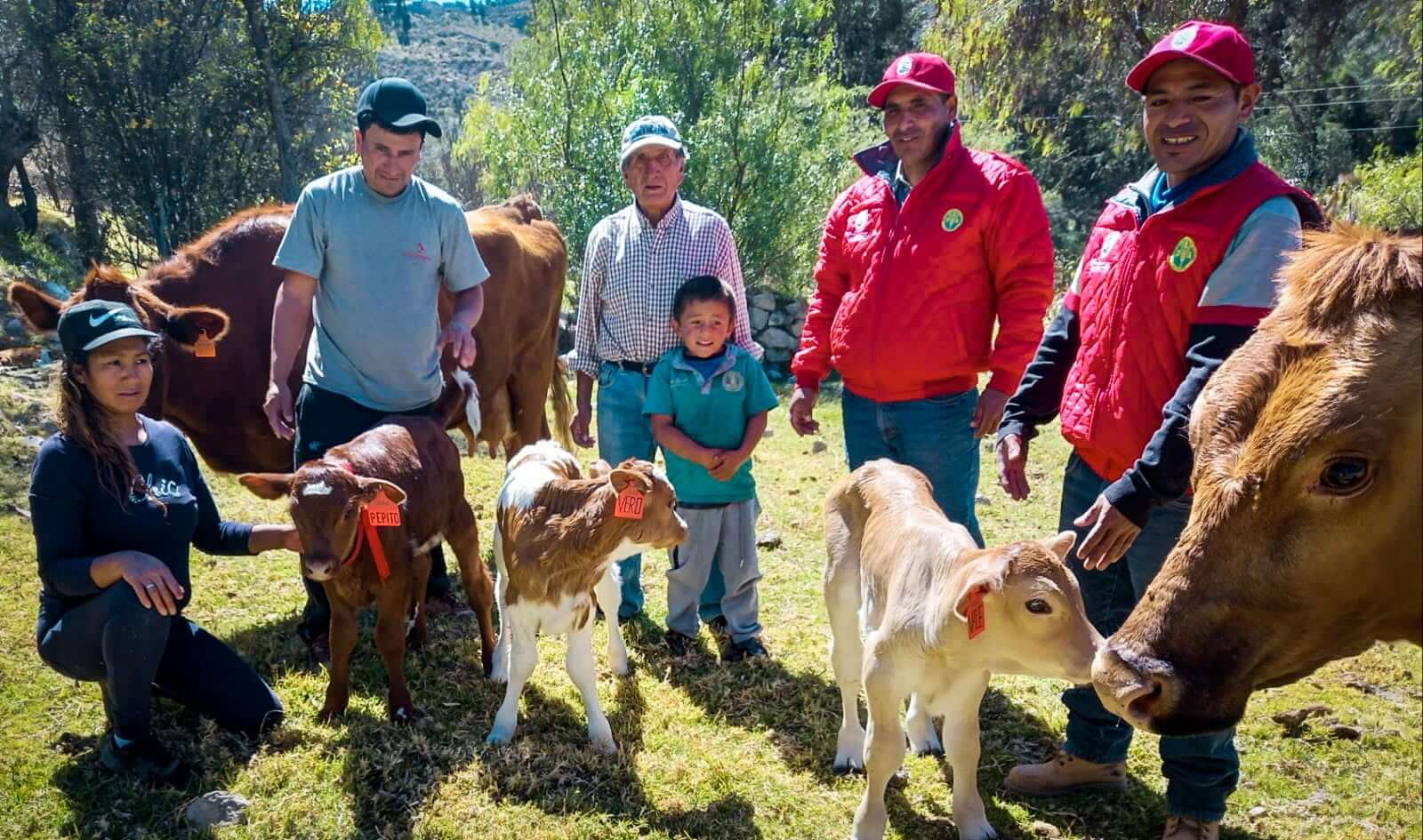 Inseminación artificial en vacunos sigue dando resultados positivos en Ayacucho