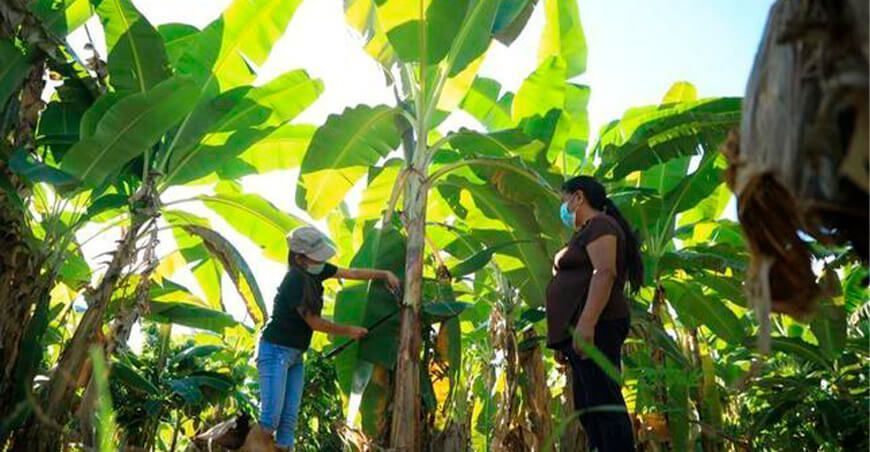 Ayacucho: Mejorarán la producción de más de 236 hectáreas de plátano