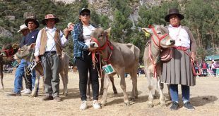 becerros nacidos por inseminación artificial en Ayacucho proyecto bovino Lucanas