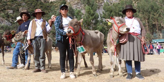 becerros nacidos por inseminación artificial en Ayacucho proyecto bovino Lucanas